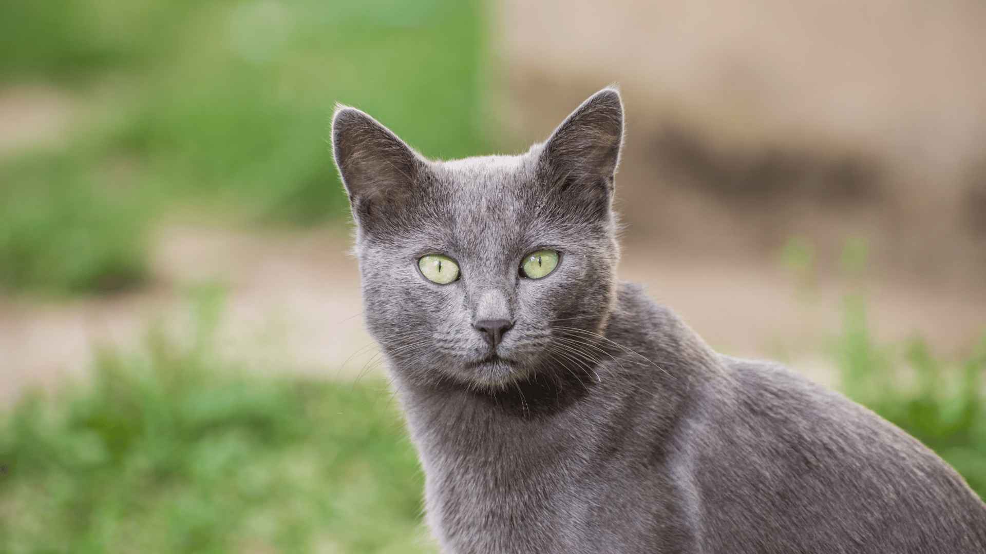 Top 7 Cat Breeds to Consider for Your Condo | Blog