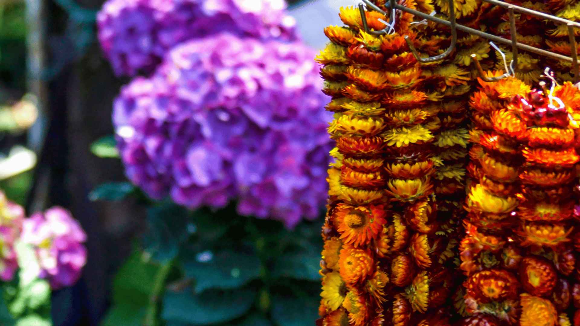 Flower Festival in Baguio City  Flower festival, Festivals around the  world, Flowers