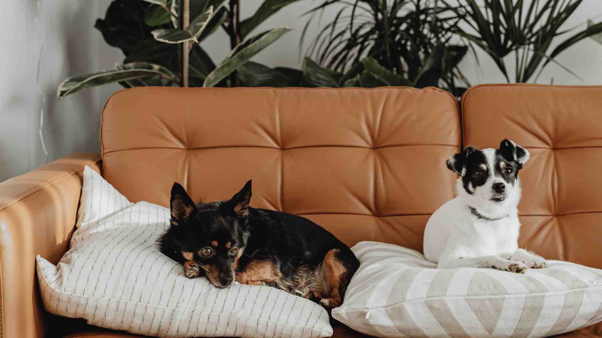 Comfortable pet friendly outlet couches